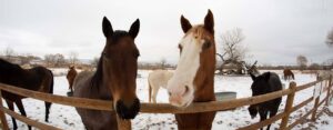 horse riding 35